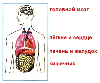 Строение Органов Человека Фото